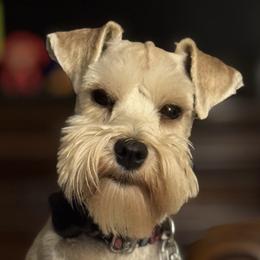Marley - Miniature Schnauzer