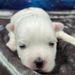 Alex - White male Maltese puppy in Neosho, Missouri from Cooley's Cuddle Pups