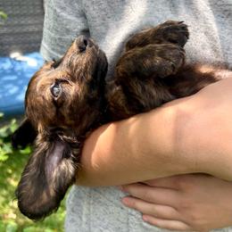 Penny - Brindle female Dachshund puppy in Litchfield, Michigan from High Country Kennels