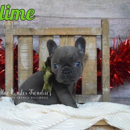 Key Lime - Tricolors male French Bulldog puppy in Loxahatchee, Florida from Blue Wonder Frenchies