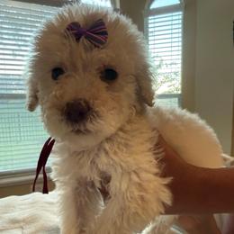 Miss. Dream - Cream female Poodle puppy in Midlothian, Texas from Pristine Puppies & Signature Studs