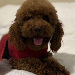 Thor - Poodle