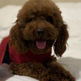 Thor - Poodle