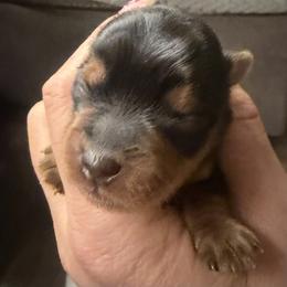 Libby - Black & tan tri-color female Morkie puppy in Winston Salem, North Carolina from Patty’s Paws