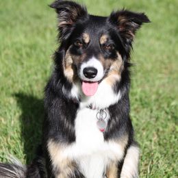 Rosebud - Border Collie