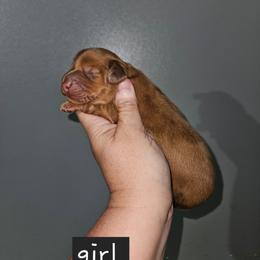 Girl 2 - Chocolate and tan female Dachshund puppy in Lansing, Michigan from Black Thunder 517 Dachshunds and frenchies