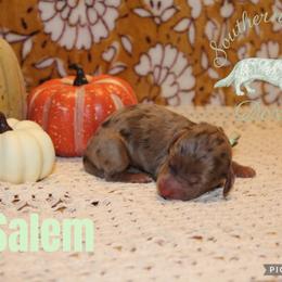 Salem - Dapple female Dachshund puppy in Franklinton, Louisiana from Southern Grace Doxies