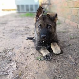 German Shepherds from Olsen Creek Kennels