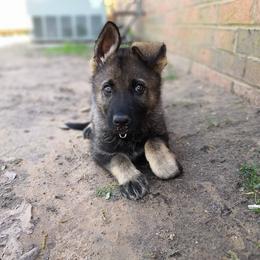 German Shepherds from Olsen Creek Kennels