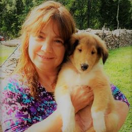 Collie Puppies from Red Tartan Kennel
