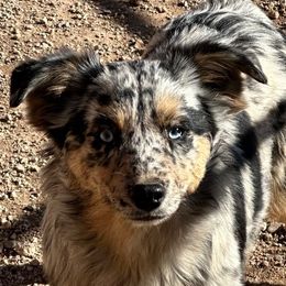 Lou - Australian Shepherd