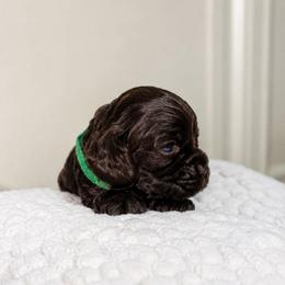 Peanut - Brown male Cocker Spaniel puppy in Corcoran, California from Sweetheart Cockers