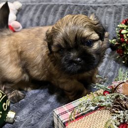 Shih Tzu Puppies from Hilltop Shih Tzus