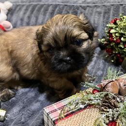 Shih Tzu Puppies from Hilltop Shih Tzus