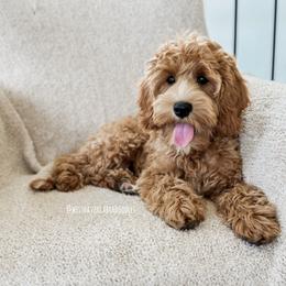 Australian Labradoodle Puppies from West Haven Australian Labradoodles