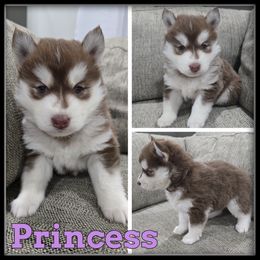 Princess - Red and white female Siberian Husky puppy in Wheeler, Michigan from Haase Family Kennels