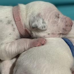 Rosey - White and liver brown female Dalmatian puppy in Hastings, Florida from Love My Spotty Dalmatians