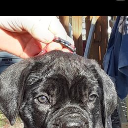 Cane Corso, French Bulldog, and Pug Puppies from Winnfall Farms