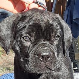 Cane Corso, French Bulldog, and Pug Puppies from Winnfall Farms