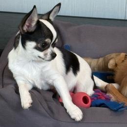 Clara - Black and white female Chihuahua puppy in Louisa, Virginia from Keljim's Chihuahuas