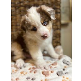 Miniature American Shepherd Puppies from Soul Stone Kennels