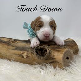 Touch down - Parti male Goldendoodle puppy in La Grange, Georgia from Heartfelt GoldenDoodles