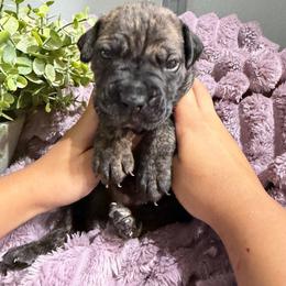 Green collar boy - Black brindle male Cane Corso puppy in St. Augustine, Florida from RG2 Cane Corsos