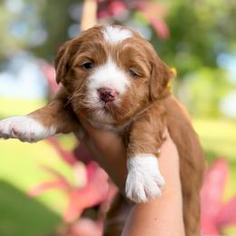 Jack - Apricot male Goldendoodle puppy in Southeast Arcadia, Florida from Desoto Doodles