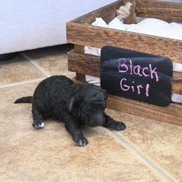AKC black girl - Black female Poodle puppy in Maricopa, Arizona from La Petite poodle