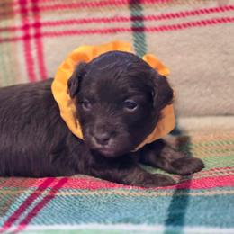 Boy 2 - Brown and white male Aussiedoodle puppy in Junction, Utah from Sugar Doodles