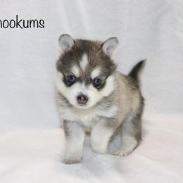 Snookums - Gray and white male Pomsky puppy in Denham Springs, Louisiana from Bayouland Pomskies