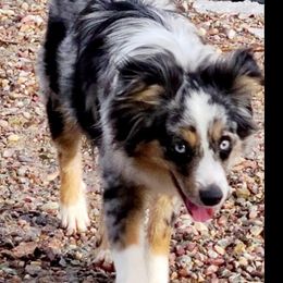 Lacey - Toy Australian Shepherd