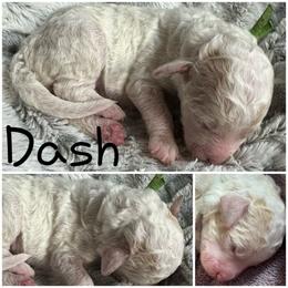 Dash- Green - Parti male Goldendoodle puppy in Ankeny, Iowa from Iowadoodles2love