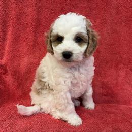 Basil - male Cavapoochon puppy in North Lawrence, Ohio from Liberty Pups