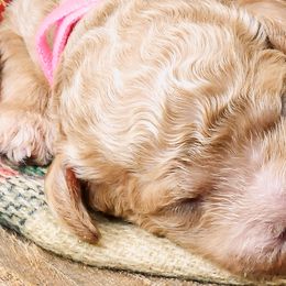 Labradoodle and Poodle Puppies from Lake City Poodles & Doodles
