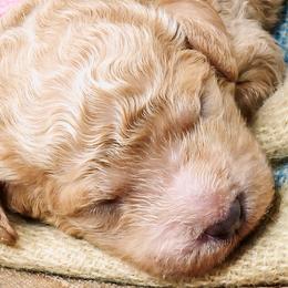 Labradoodle and Poodle Puppies from Lake City Poodles & Doodles