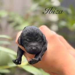 Ibiza - Black female Poodle puppy in Eugene, Oregon from Mount Zion Kennels