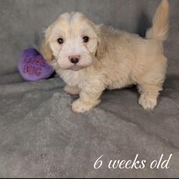 Rudolph - Cream male Havanese puppy in Decatur, Alabama from LaBeouf Havanese’s