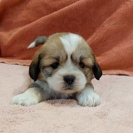 Sadie DG1 - Golden female Lhasa Apso puppy in Norman, Oklahoma from Steve's Puppies