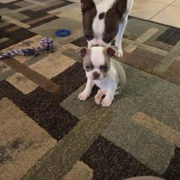 Lola (gold collar) - Lilac female Boston Terrier puppy in Red Rock, Arizona from Knucklez Kids