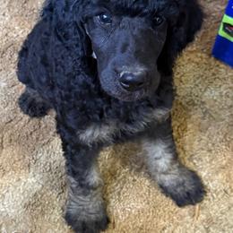 Black phantom - Phantom male Poodle puppy in Mountain View, Arkansas from Ramer’s Spring Poodles