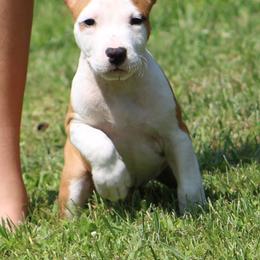 Squirrel - Red male American Staffordshire Terrier puppy in Guilford County, North Carolina from Explicit Kennel