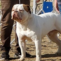 Diezel  - American Bulldog