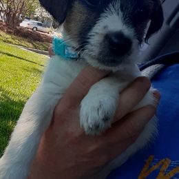 Russell Terriers from Hopper Hollow Farm