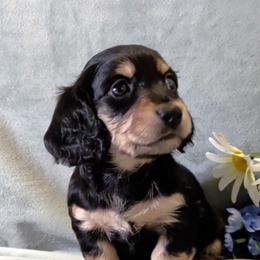 Boy 1 - Black and tan male Dachshund puppy in Mt. Sterling, Illinois from Doxie Do's