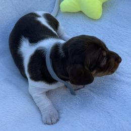 AKC DAISY -Sunshine YELLOW-mini - Piebald female Dachshund puppy in Sacramento, California from Valentina's mini  AKC Dachshunds