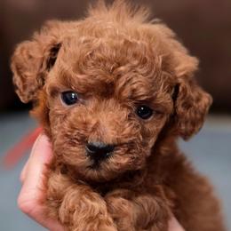 Orange Collar - Red  male Poodle puppy in Vernon, Texas from Sugarland's Texas Goldendoodles