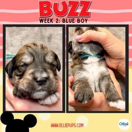 Buzz (Blue) - male Golden Mountain Doodle puppy in Boiling Springs, South Carolina from OlliePups, LLC