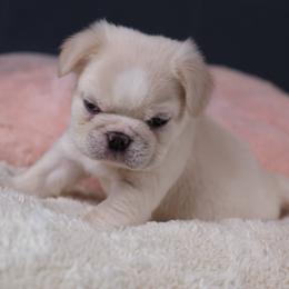 Snowflake - Cream female French Bulldog puppy in Madison, Alabama from Moss Bulldog's Home