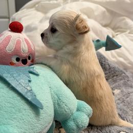 Gem - Cream and white male Chihuahua puppy in Amity, Pennsylvania from Rhoda and Verna